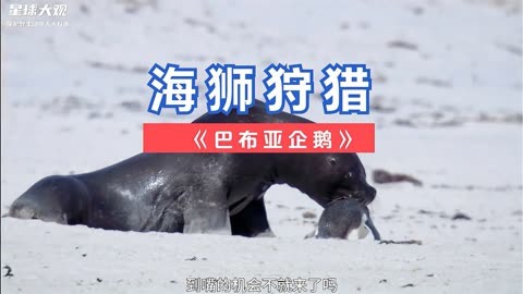 休闲打猎游戏_打猎体感游戏_打猎体感游戏推荐