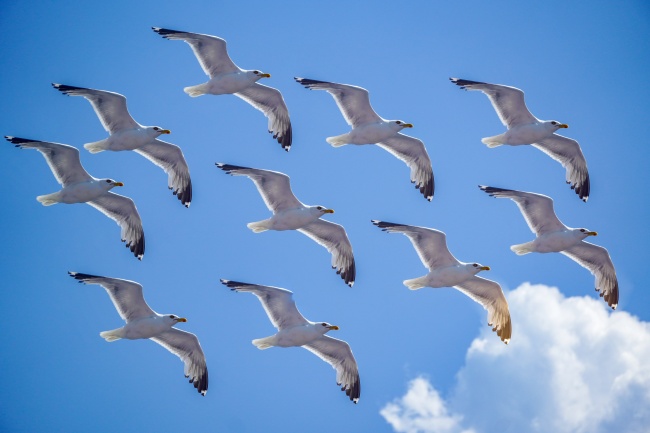 birdflying_fly bird_birdfly游戏