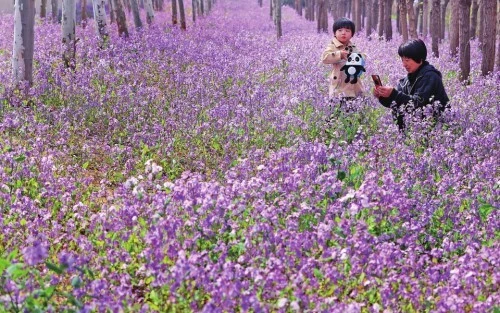 春天踏青的作文_踏青春游作文_踏青春天作文300字