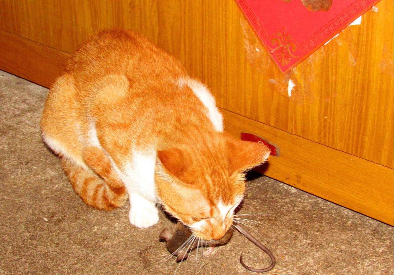 猫捉老鼠fc_猫捉老鼠下载_猫捉老鼠软件