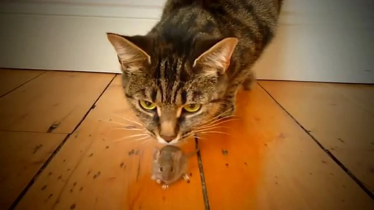 猫捉老鼠下载_猫捉老鼠fc_猫捉老鼠软件