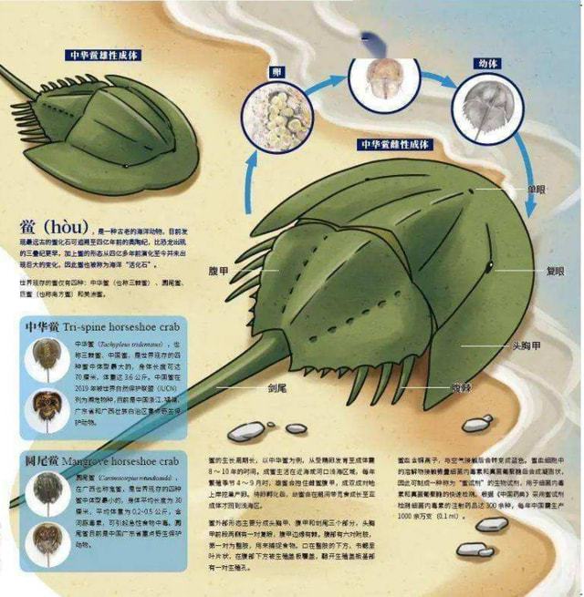 海洋顾问破解版揭秘：探秘海底宝藏，保护大海环境
