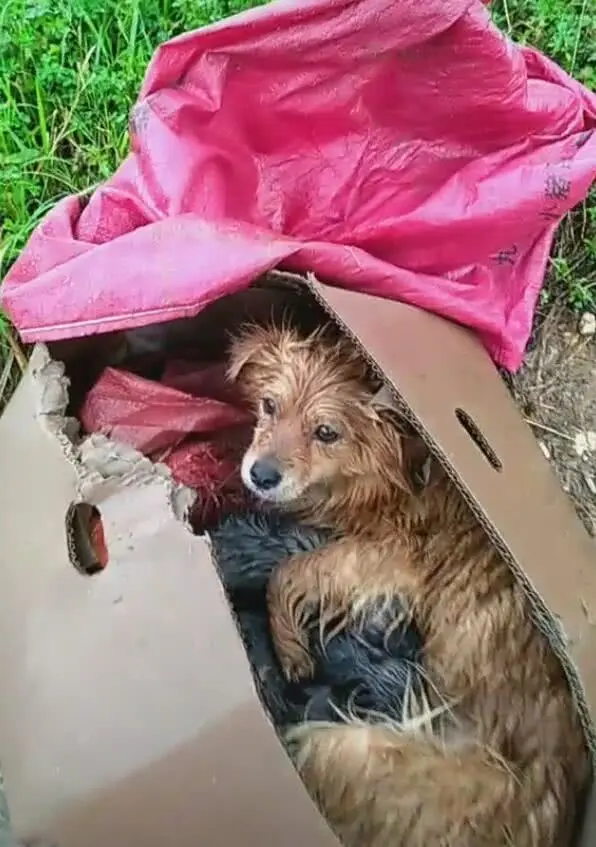 重庆免费领养流浪狗_狗重庆免费流浪领养多少钱_重庆流浪狗收留基地