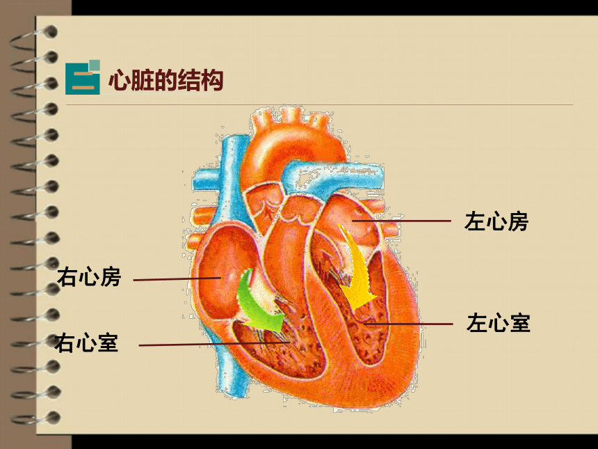 换心脏后重新相爱_换心脏后重新相爱_换心脏后重新相爱