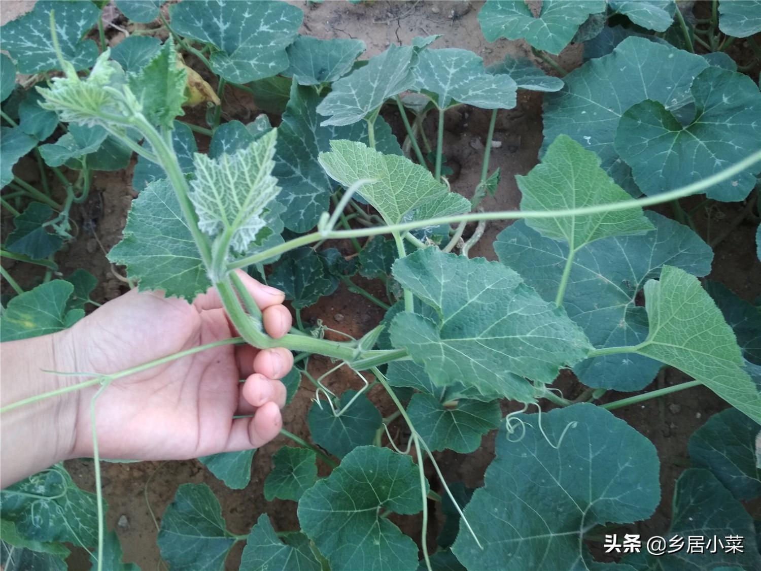 南瓜种子长啥样_我的世界南瓜种子怎么种_南瓜种子的价格是多少