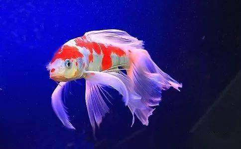 梦见水中有鱼有虾_梦见游泳看到鱼虾_梦见鱼在水里游和虾