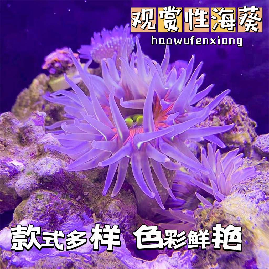 外星物种章鱼_外星章鱼图片_章鱼是外星