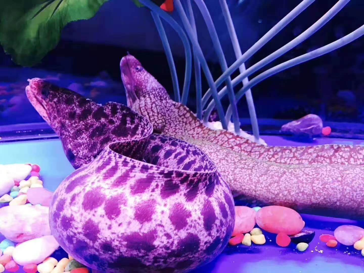 外星物种章鱼_章鱼是外星_外星章鱼图片