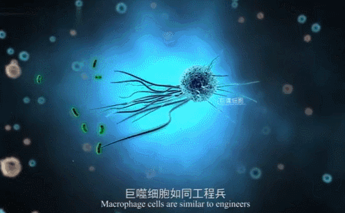 细胞吞噬战手机游戏_细胞吞噬游戏中文_细胞吞噬战中文版