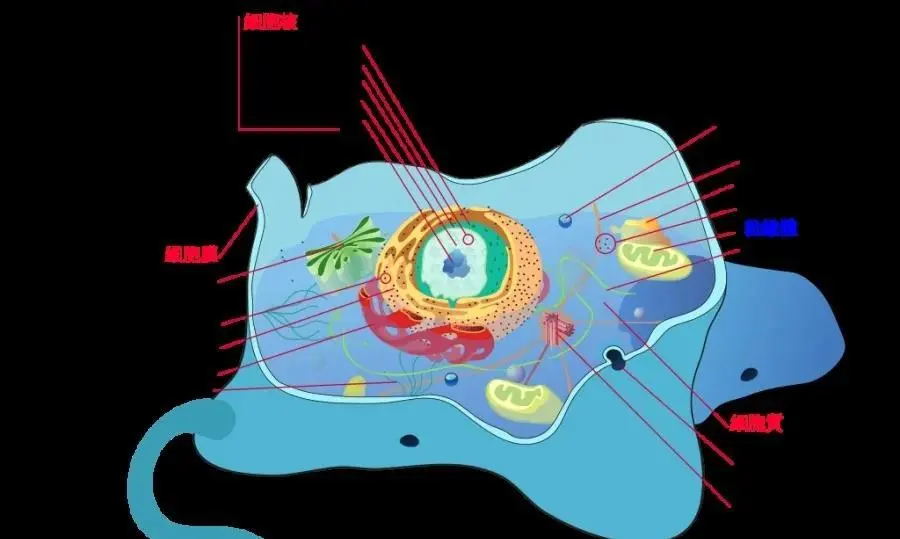 细胞吞噬战手机游戏_细胞吞噬游戏中文_细胞吞噬战中文版