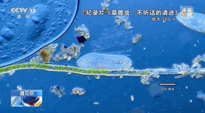 细菌战争16关视频_细菌战历史_2020细菌战争