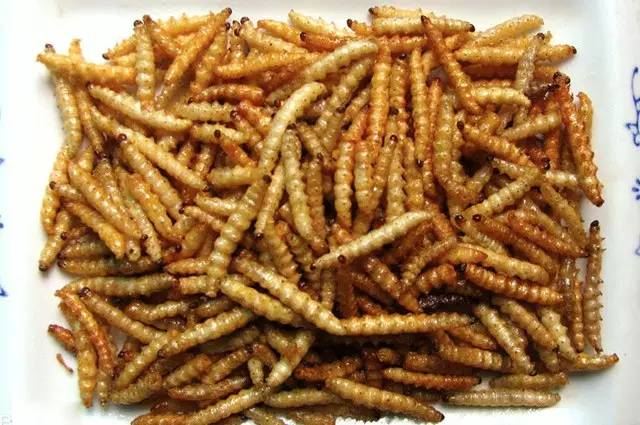 大青虫怎么获得_大青虫怎样获得_青虫在哪抓