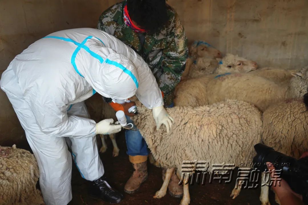 咸阳马庄哪有兽医_咸阳畜牧兽医站_咸阳市区哪里有兽医站