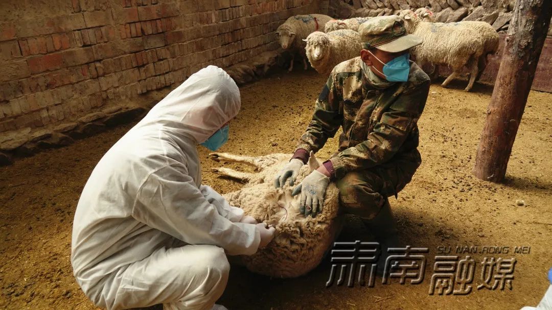 咸阳畜牧兽医站_咸阳马庄哪有兽医_咸阳市区哪里有兽医站