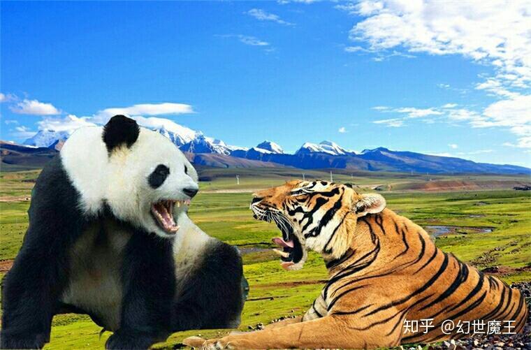 大熊猫祖先的样子长什么样_祖先熊猫图片大全_熊猫祖先图片