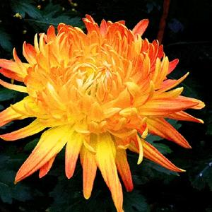 菊花香唐磊歌词_菊花香 李宇春_菊花香歌曲