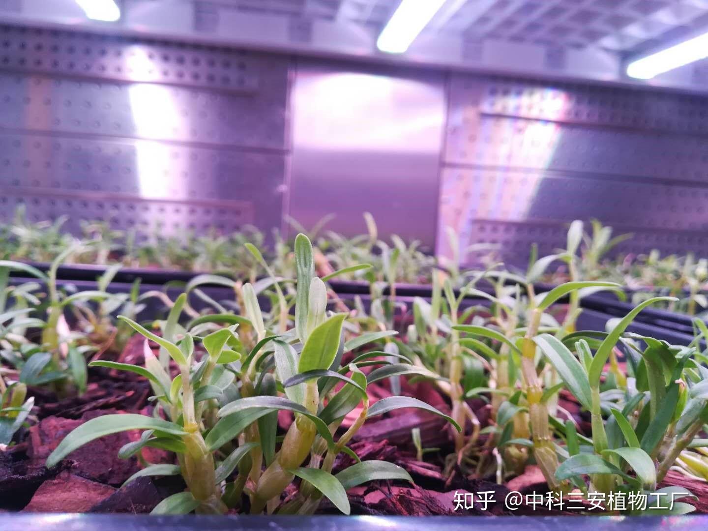 肿瘤疼痛的原因_原因肿瘤疼痛吃什么药_原因肿瘤疼痛怎么办