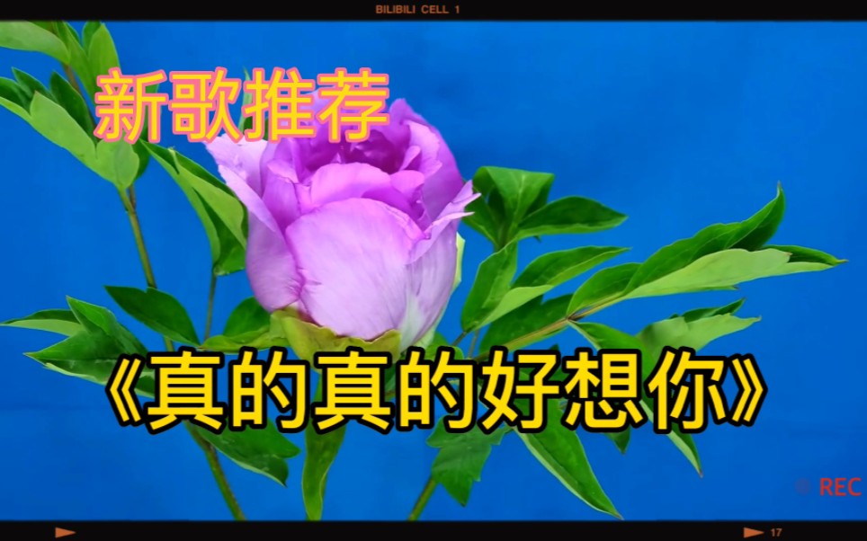 新歌大全歌字名称_两个字的歌名大全新歌_新歌曲名字