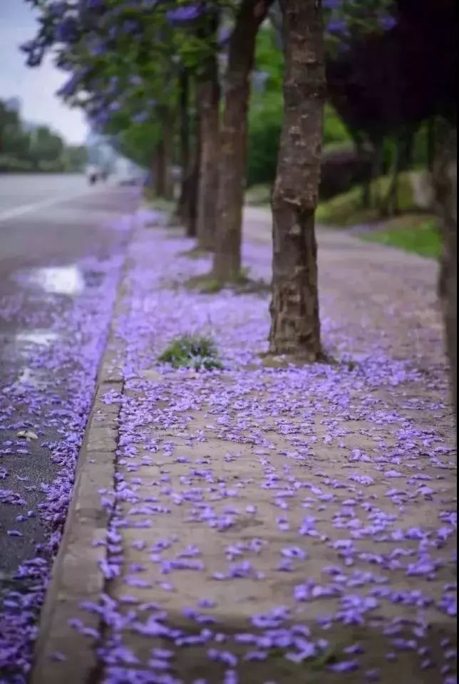 赏花作文800_赏花作文500字左右_赏花作文600字