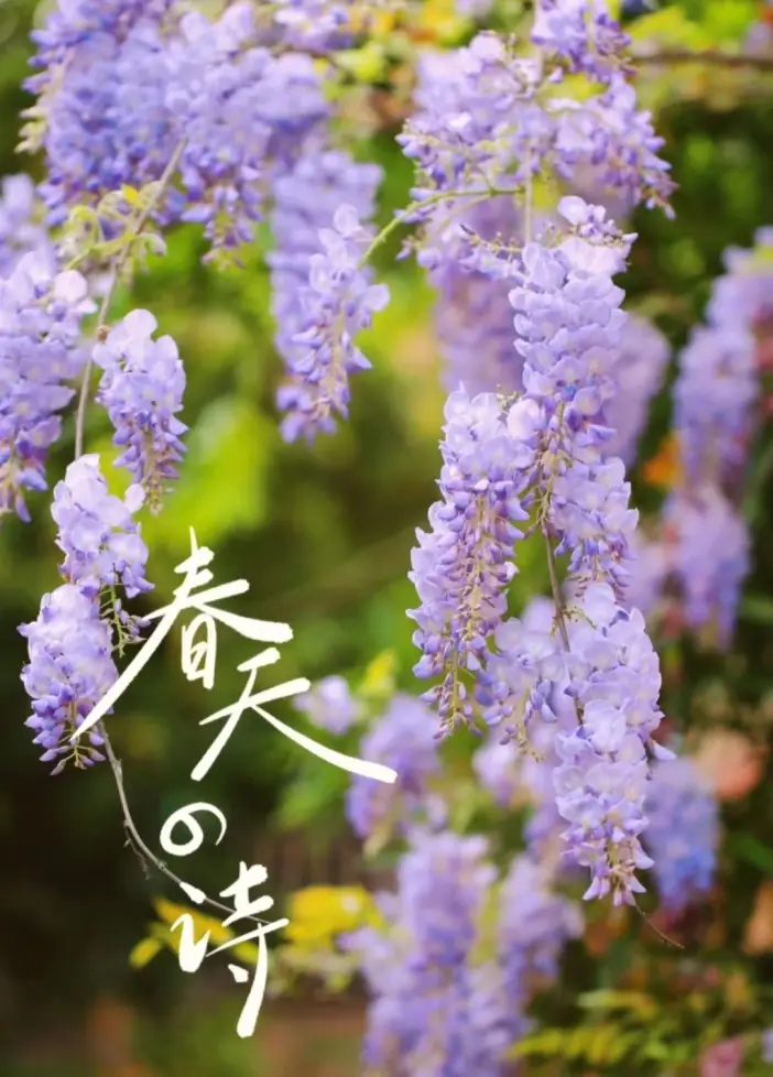 赏花作文600字_赏花作文500字左右_赏花作文800