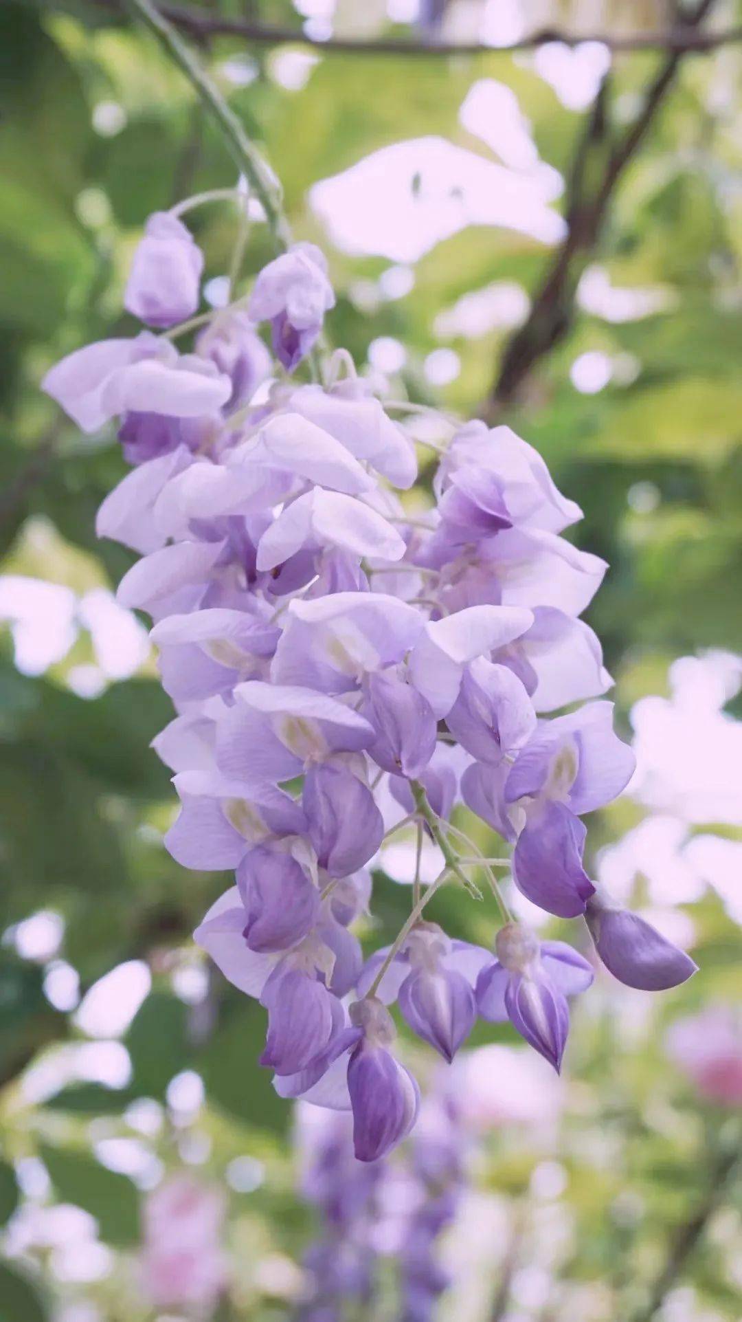 赏花作文500字左右_赏花作文600字_赏花作文800