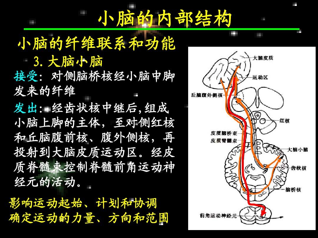 左侧半球小脑软化灶_左侧小脑半球_左侧半球小脑急性脑梗死