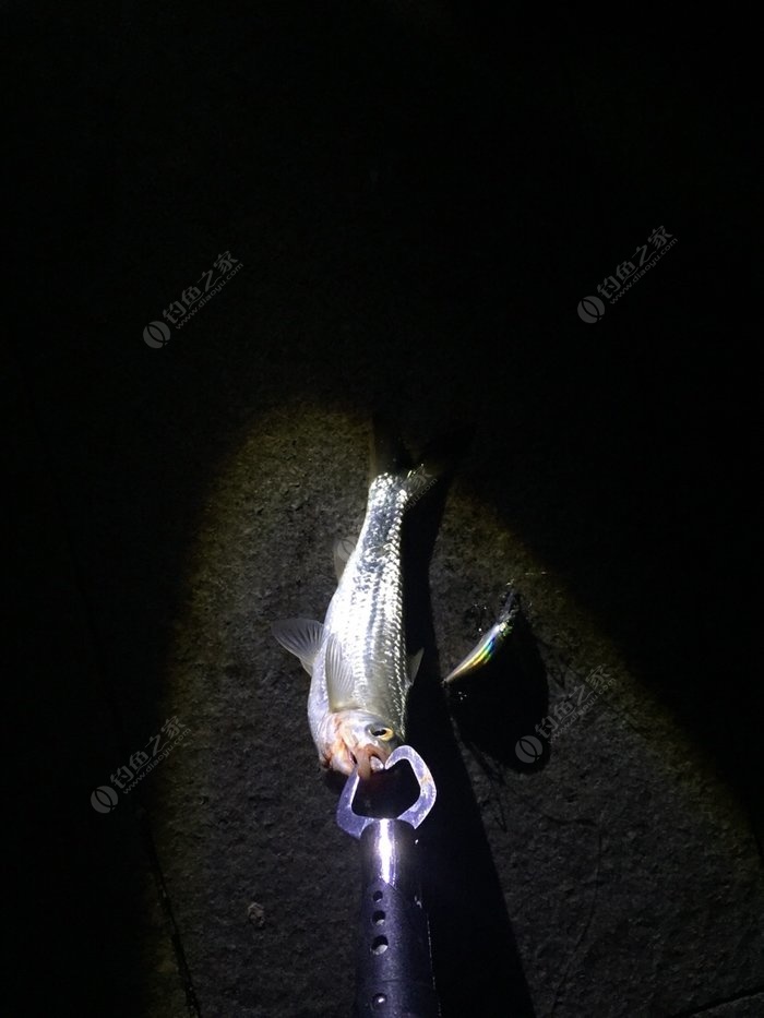 观赏在家养赚钱鱼可以吗_观赏在家养赚钱鱼好不好_在家养观赏鱼赚钱吗