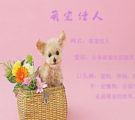 流浪狗可以收养吗_收养流浪狗狗_收养狗流浪可以带回家吗