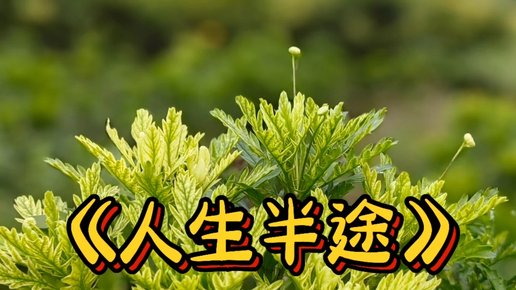 张翔玲老公何秋_张翔玲老公何秋_张翔玲老公何秋