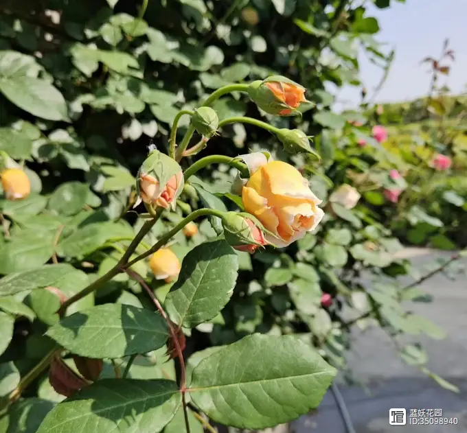 三剑舞闪退_三剑舞闪退_三剑舞安卓闪退