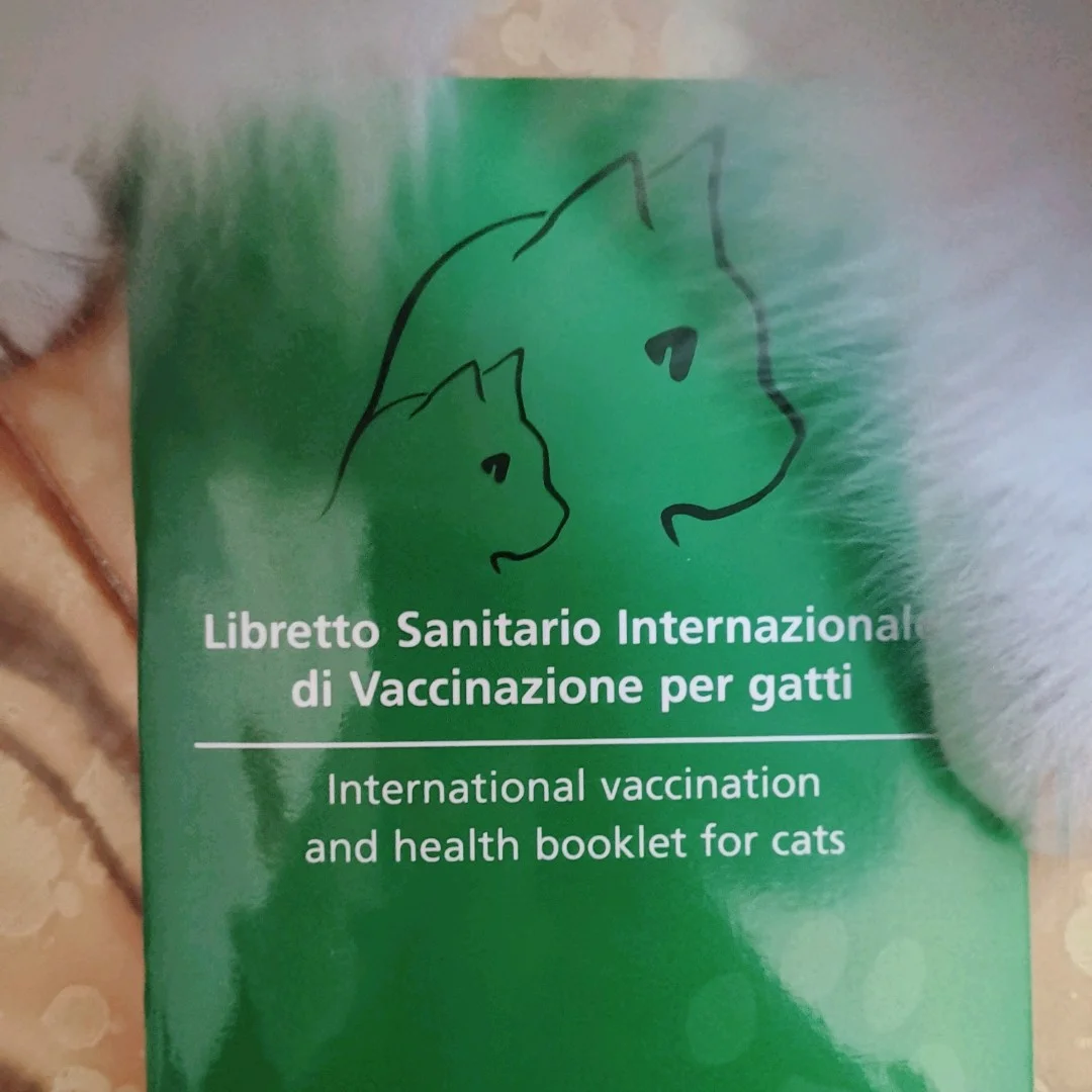 打疫苗的猫咬伤人需要打疫苗吗_猫打疫苗后咬人人还打疫苗不打_猫打疫苗咬人没事吧